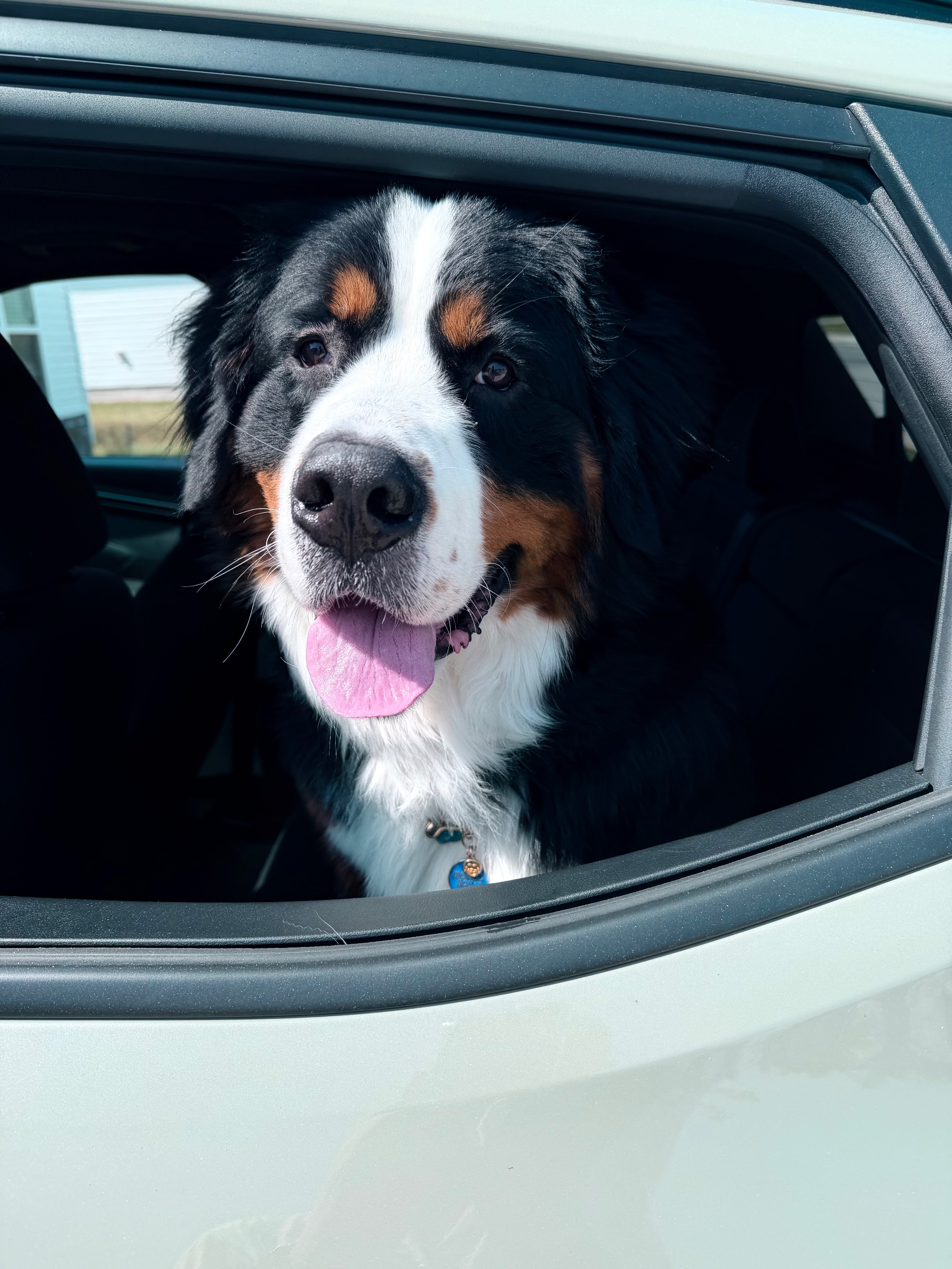 Bo the Bernese Mountain Dog puppy on green grass