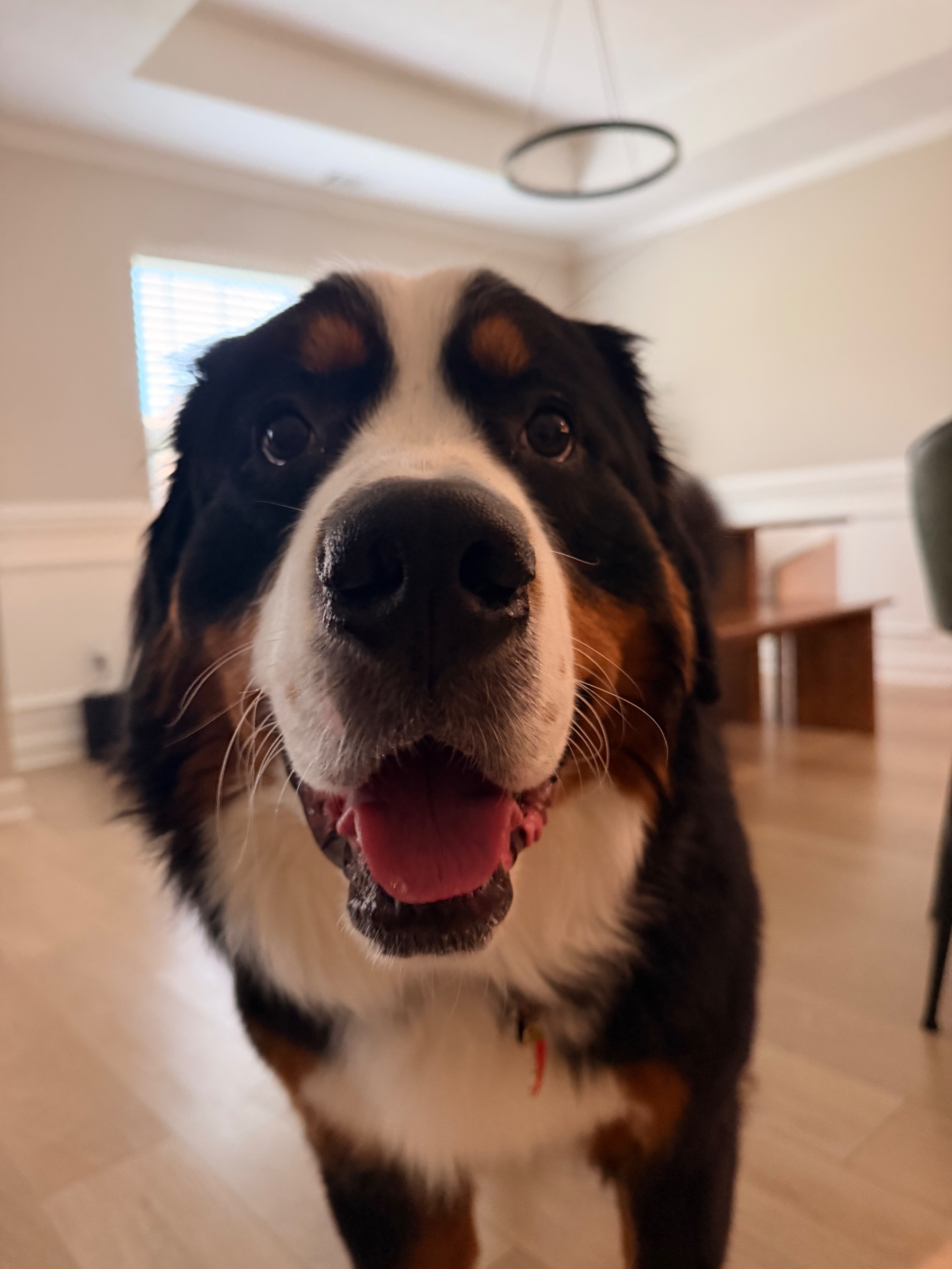 Close-up portrait of Bo the Bernese Mountain Dog